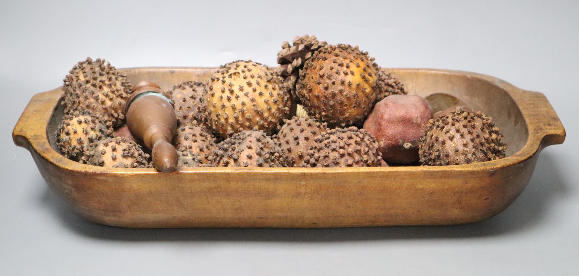 A trough, length 53cm, seed pods etc.,